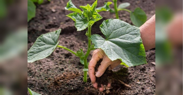 Захистять від шкідників і підвищать врожайність: які культури обирати в сусіди для капусти та огірків - INFBusiness