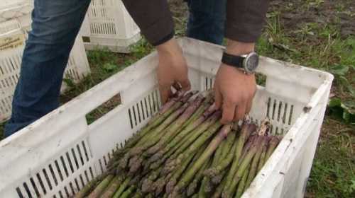 На Черкащині збирають спаржу - INFBusiness