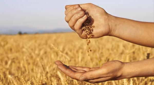 Значна частина українського зерна не оподатковується - INFBusiness