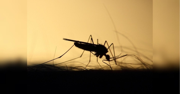Комарі повертаються: як позбутися кровопивців за допомогою цукру та мила - INFBusiness