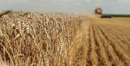 Аналітики прогнозують рекордні ціни на продовольчу пшеницю - INFBusiness