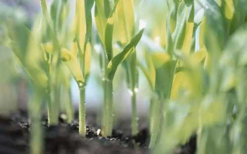 Агрометеорологічні умови для вегетації озимих та ярих культур в Україні у другій декаді травня були задовільними та сприяли фазовій зміні рослин. До такого висновку дійшли фахівці Національної академії аграрних наук України. Погодні умови другої декади травня були задовільними для розвитку культур, – НААН - INFBusiness