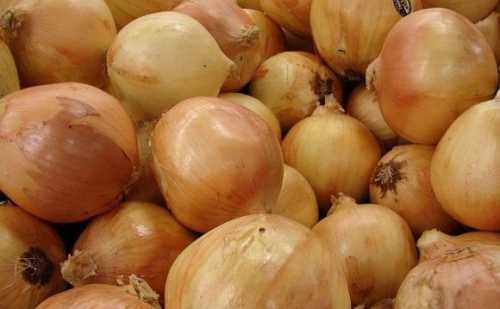 Цибуля ріпчаста у сезоні, що минає, не стала найприбутковішою овочевою культурою, оскільки ціни на неї з моменту прибирання до середини квітня поточного року утримувалися на порівняно невисокому рівні. Тим не менш, фермери, які мають у своєму розпорядженні якісну продукцію, вже з початку поточного місяця продовжують впевнено підвищувати відпускні ціни на торішню цибулю. Запаси цибулі в господарствах скорочуються, що призвело до зростання цін - INFBusiness