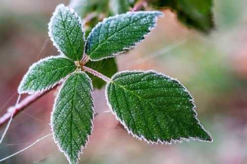 За словами виробників, у Львівській, Тернопільській та Хмельницькій областях травневі заморозки зачепили насадження ранніх сортів лохини та малини, ушкодження яких у деяких господарствах відмічено на рівні від 50% до 70%. При цьому заморозки пройшли смугами, і деякі ділянки насаджень залишилися неушкодженими. Нічні температури в цих областях за останні кілька днів опускалися до значень -5°С, що деякі з фермерів називали критичним для ягідних насаджень. Водночас стан пізніх культур у вищезазначеному регіоні наразі залишається більш стабільним. Травневі заморозки: у деяких господарствах пошкоджено до 70% насаджень малини і лохини - INFBusiness
