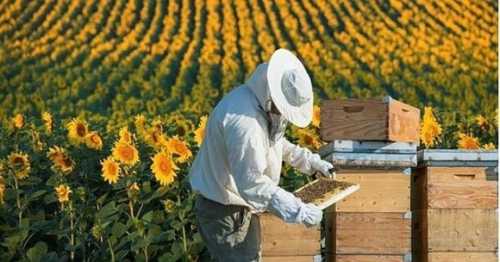 Українське бджільництво – експортоорієнтована та інтегрована в міжнародні процеси галузь, яка активно розвивається, зазначив виконуючий обов’язки Міністра аграрної політики Тарас Висоцький під час вітального слова на круглому столі, присвяченому Всесвітньому дню бджіл. Україна повністю адаптувала вимоги ЄС до правил транспортування бджіл, – Тарас Висоцький - INFBusiness