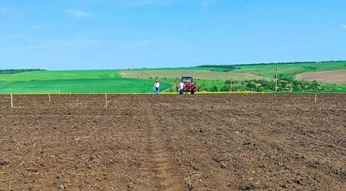 Фахівці Українського інституту експертизи сортів рослин (УІЕСР) засіяли поля із п’ятьма експериментальними сортами бавовнику. Перші паростки можна буде побачити за два тижні. На Одещині почали сіяти бавовник - INFBusiness