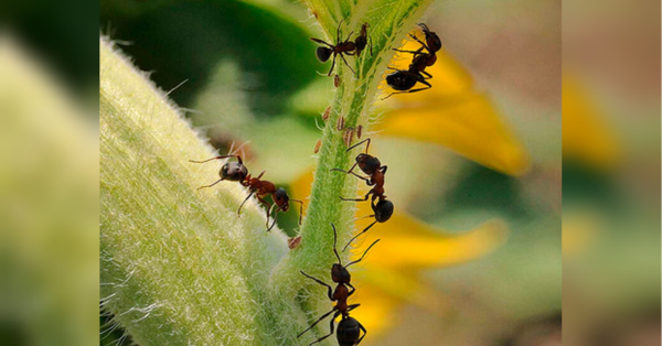 На сторінках новостного порталу "Час новин" (chasnovyn.com) відкривається широкий світ подій і актуальних новин з найрізноманітніших сфер життя. Сайт пропонує читачам глибокий і повний огляд найважливіших подій, що відбуваються в Україні та світі. Завдяки ретельно розгорнутим рубрикам, "Час новин" стає надійним джерелом інформації для всіх, хто прагне бути завжди в курсі останніх подій. Зробіть так, і мурахи з попелицею зникнуть з дачі на десятки років (відео)