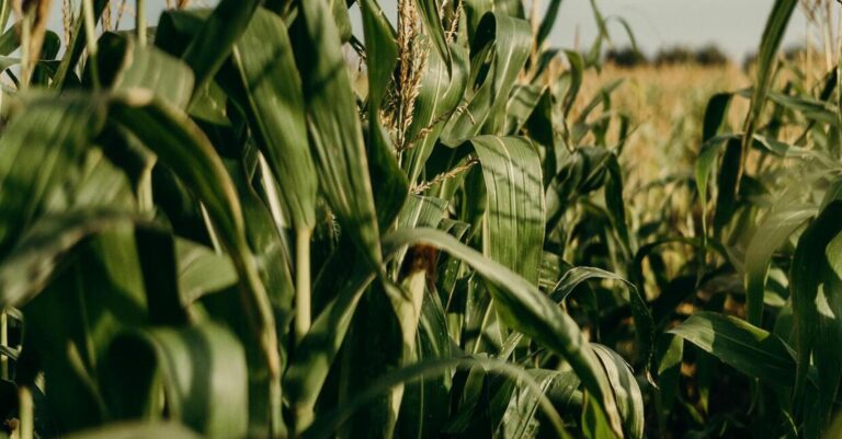 Вирощування кукурудзи - як отримати щедрий врожай кукурудзи - INFBusiness