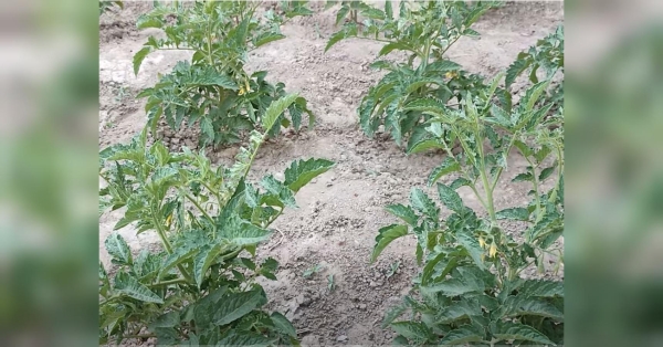 Захищаємо томати від шкідливого грибка: на каналі «Дім та присадибна ділянка» поділились досвідом боротьби з фітофторозом - INFBusiness