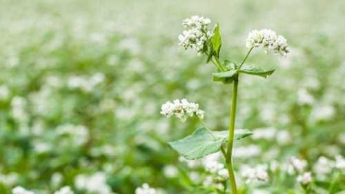 На Волині почали сіяти гречку - INFBusiness