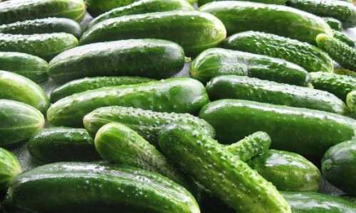 Ціни на тепличний огірок в Україні продовжують інтенсивно знижуватися, причому на цей час українські комбінати вже відвантажують продукцію істотно дешевше, ніж рік тому. Головною причиною знижувального цінового тренду представники тепличних комбінатів вважають сезонне збільшення пропозиції цієї продукції в умовах досить низького попиту. Низький попит змушує виробників знижувати ціни на тепличні огірки - INFBusiness