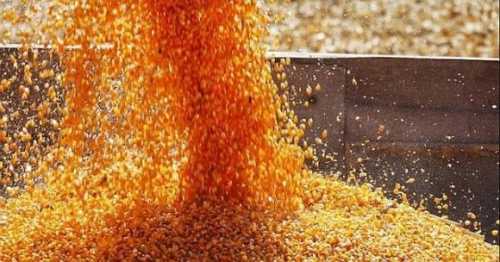 Активний експорт кукурудзи спричинив підвищення цін - INFBusiness