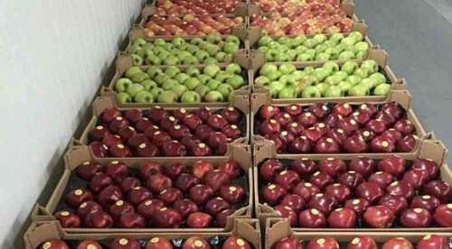 Перебої в міжнародній торгівлі через напружену ситуацію з судноплавством у Червоному морі можуть зберегтися до кінця поточного року, повідомив голова датської судноплавної компанії Moller-Maersk Вінсент Клерк. Експорт української плодоовочевої продукції до країн Близького Сходу під питанням - INFBusiness