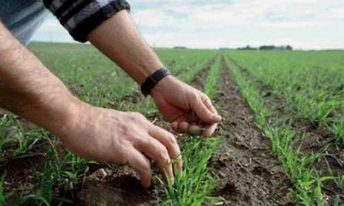 Зниження температури повітря протягом останнього тижня, після майже двотижневого періоду високого температурного режиму, спричинило деякий стрес у рослин озимих, ранніх ярих зернових та зернобобових культур у північно-східних регіонах України, повідомили у своєму тижневому звіті фахівці Національної академії аграрних наук України. Вчені НААН радять провести моніторинг посівів - INFBusiness