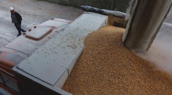 Експорт української кукурудзи перевищив 23 млн т - INFBusiness