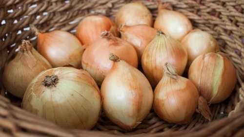 Ціни на якісну цибулю зростають через скорочення пропозиції - INFBusiness