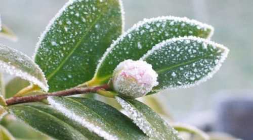 Цьогорічні травневі заморозки не оминули і Львівську область. Нічні заморозки до -3ºС точково вплинули на плодово-ягідні насадження львівських садівників і ягідників, подекуди пошкодивши в окремих господарствах до 15-30% площ насаджень. На Львівщині від заморозків постраждало до 30% садів - INFBusiness