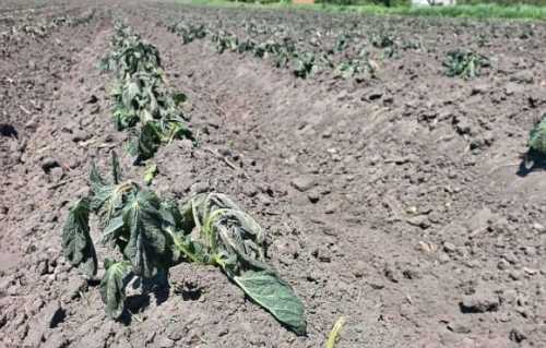 Хоча цього сезону у більшості регіонів вдалося провести посадку у фізично-стиглий ґрунт значно раніше, ніж минулого року, проте картоплярам довелося переборювати непрості виклики погоди. Найбільше від заморозків постраждала картопля на Полтавщині та Харківщині - INFBusiness
