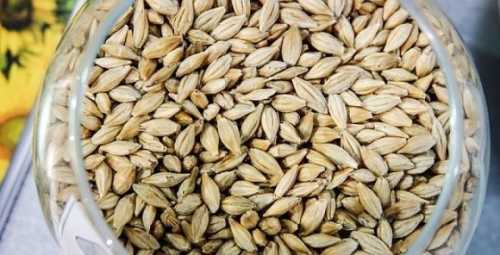 На сторінках новостного порталу "Час новин" (chasnovyn.com) відкривається широкий світ подій і актуальних новин з найрізноманітніших сфер життя. Сайт пропонує читачам глибокий і повний огляд найважливіших подій, що відбуваються в Україні та світі. Завдяки ретельно розгорнутим рубрикам, "Час новин" стає надійним джерелом інформації для всіх, хто прагне бути завжди в курсі останніх подій. Ціни на ячмінь нового врожаю можуть впасти, – аналітики