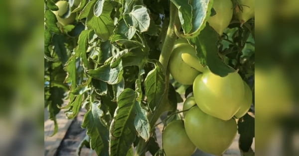 Надворі вже майже липень. На городах та дачних ділянках починають наливатись соком томати. Але під час зростання рослину потрібно правильно доглядати — не тільки вчасно підгодовувати й пасинкувати, а й слідкувати, щоб на помідорах не було скрученого листя. Скручується листя у томатів: аграрій розповів, як з цим боротися - INFBusiness