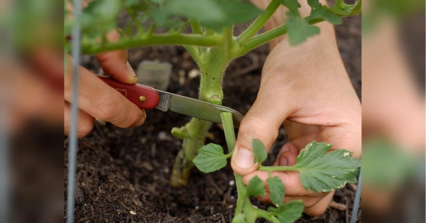 Багато дачників знають, що томати потрібно пасинкувати — видаляти зайві листочки, через які кущ не приділяє достатньо уваги розвитку плодів. Не «пасинкування», а «вбивство»: які листки не можна видаляти на детермінантних томатах - INFBusiness