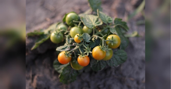 Для нормального розвитку овочам, зокрема, помідорам, потрібне правильне підживлення. Змусіть їх почервоніти: «дідівський» та інші способи прискорити дозрівання томатів - INFBusiness