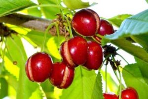 В деяких районах Молдови зливи пошкодили до 80% черешневих садів