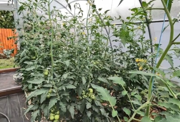 На присадибних ділянках та дачах почалася по-справжньому активна фаза робіт: потрібно не тільки правильно видаляти пасинки у томатів для збільшення врожаю, але й провести вкрай необхідне підживлення кущів. 1