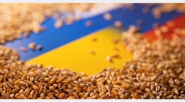 Завершення сезону: зерновий експорт України перевищив 50,5 млн т - INFBusiness