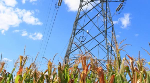 Проблему нестачі електроенергії може вирішити кукурудза - INFBusiness