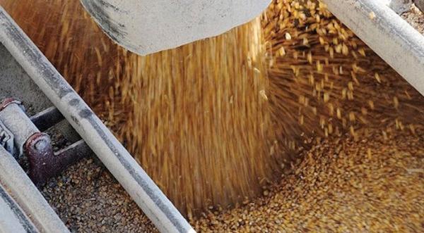 Експорт зерна з України подолав планку в 50 млн т - INFBusiness