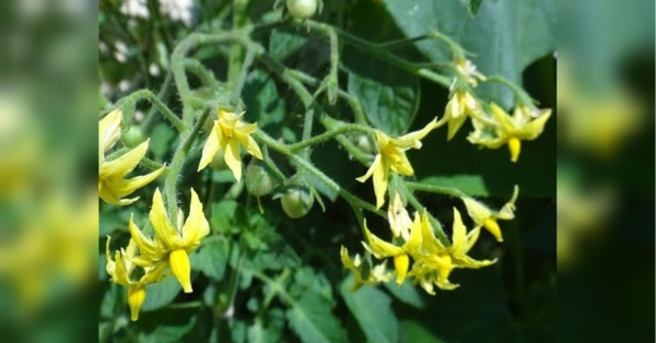 Коли помідори уже посаджені, за ними потрібно ретельно доглядати, аби врожай був багатим. Зокрема, автори спеціалізованого каналу Корисне TV радять для підживлення у червні приготувати 10 літрів теплої води, додавши туди препарат гумату калію. Підживлення для рясного цвітіння та щедрого плодоношення томатів: поради від вінницьких аграріїв - INFBusiness