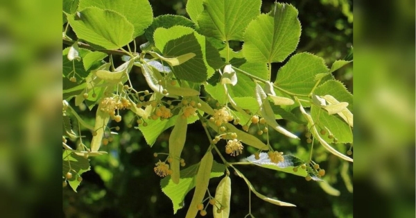 Мабуть, всім ще з дитинства відомо про надзвичайний смак і цілющі властивості липового чаю. Липа — рослина «жіноча». Але, на відміну від материнки, так само «жіночої» рослини, липою можна без остраху лікувати й дітей, і чоловіків, ділиться травниця Наталія Земна. Розчиняє камені та омолоджує: встигніть заготувати цю рослину - INFBusiness