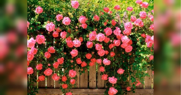 Садові троянди — справжні королеви, які не не лише не переносять сусідства з деякими рослинами, але й вимагають посиленого догляду. Почастуйте троянду аспірином: ефективний спосіб позбавити королеву саду від іржі та борошнистої роси - INFBusiness