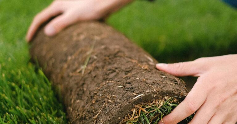 Чим вигідний рулонний газон – чому рулонний газон краще за посівний - INFBusiness