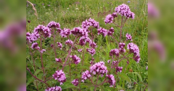 Хоча чаї з материнки допомагають від кашлю, бронхіальної астми, жовтяниці, наші предки не давали дітям і чоловікам ліки з материнки усередину. А все тому, що рослина впливає на статевий розвиток і статеву систему. Рослина містить фітоестрогени та знижує вироблення тестостерону, пояснює травниця Наталя Земна, яка раніше розповідала, як лікуватися квітами горобини. Може нашкодити: те, чого ви точно не знали про материнку - INFBusiness