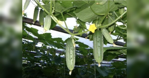 Завершення другої декади червня — ідеальна пора для роботи на дачі не тільки з томатами, але й іншою городиною, зокрема, з огірками. Підживіть цим у червні огірки й вони будуть родити дуже довго: корисні поради від аграрія-практика - INFBusiness