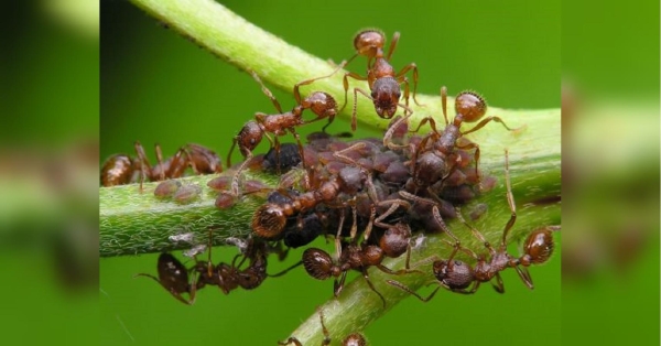 Мурахи та попелиця є вельми поширеними шкідниками на українських городах. Telegram-канал «Моя дача. Сад і город». Задайте їм перцю: рецепт «коктейлю», який надовго позбавить ваш город від попелиці та мурах - INFBusiness