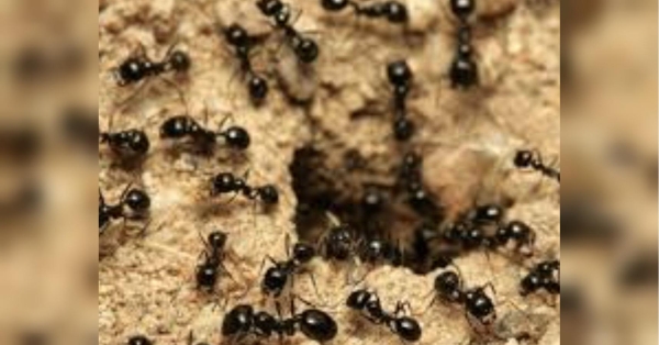 В той час як аграрії Київщини шукають порятунку від жахливого жука-бронзівки, на городі з'являється ще один грізний шкідник — мурахи. Позбуваємось мурах на ділянці за допомогою простого, але дуже ефективного засобу (відео) - INFBusiness