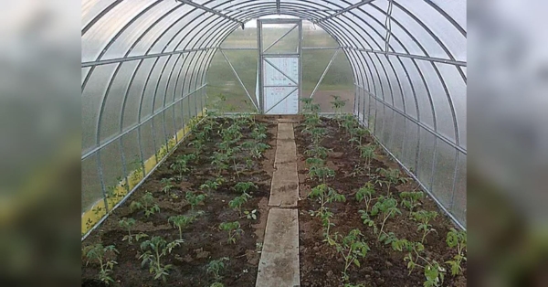 Аграрії, які використовують теплиці для посадки овочів, знають, що рослинам для росту та формування плодів має бути створений необхідний мікроклімат. Як у спеку знизити температуру в теплиці на 10 градусів: лайфхак для городників - INFBusiness
