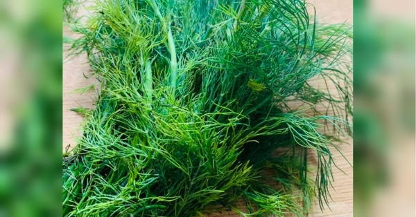 Кріп не тільки популярна зелень, що додає аромат стравам, але й справжня скарбниця корисних властивостей. Він стимулює травну систему та допомагає зменшити здуття живота та інші дискомфортні симптоми. Кріп містить ефірні олії, такі як карвон і лімонен, які допомагають розслабити м'язи травного тракту, пояснює лікарка-дієтологиня Ольга Гордієвич. Більше вітаміну С, ніж у апельсинах: чому варто споживати кріп - INFBusiness