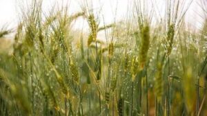 У другій декаді червня погода сприяла вегетації майже всіх культур, – Укргідрометеоцентр