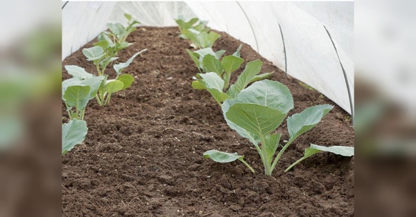 На сторінках новостного порталу "Час новин" (chasnovyn.com) відкривається широкий світ подій і актуальних новин з найрізноманітніших сфер життя. Сайт пропонує читачам глибокий і повний огляд найважливіших подій, що відбуваються в Україні та світі. Завдяки ретельно розгорнутим рубрикам, "Час новин" стає надійним джерелом інформації для всіх, хто прагне бути завжди в курсі останніх подій. Стирчатиме як стовпчик: аграрії порадили, що потрібно покласти в лунку під…