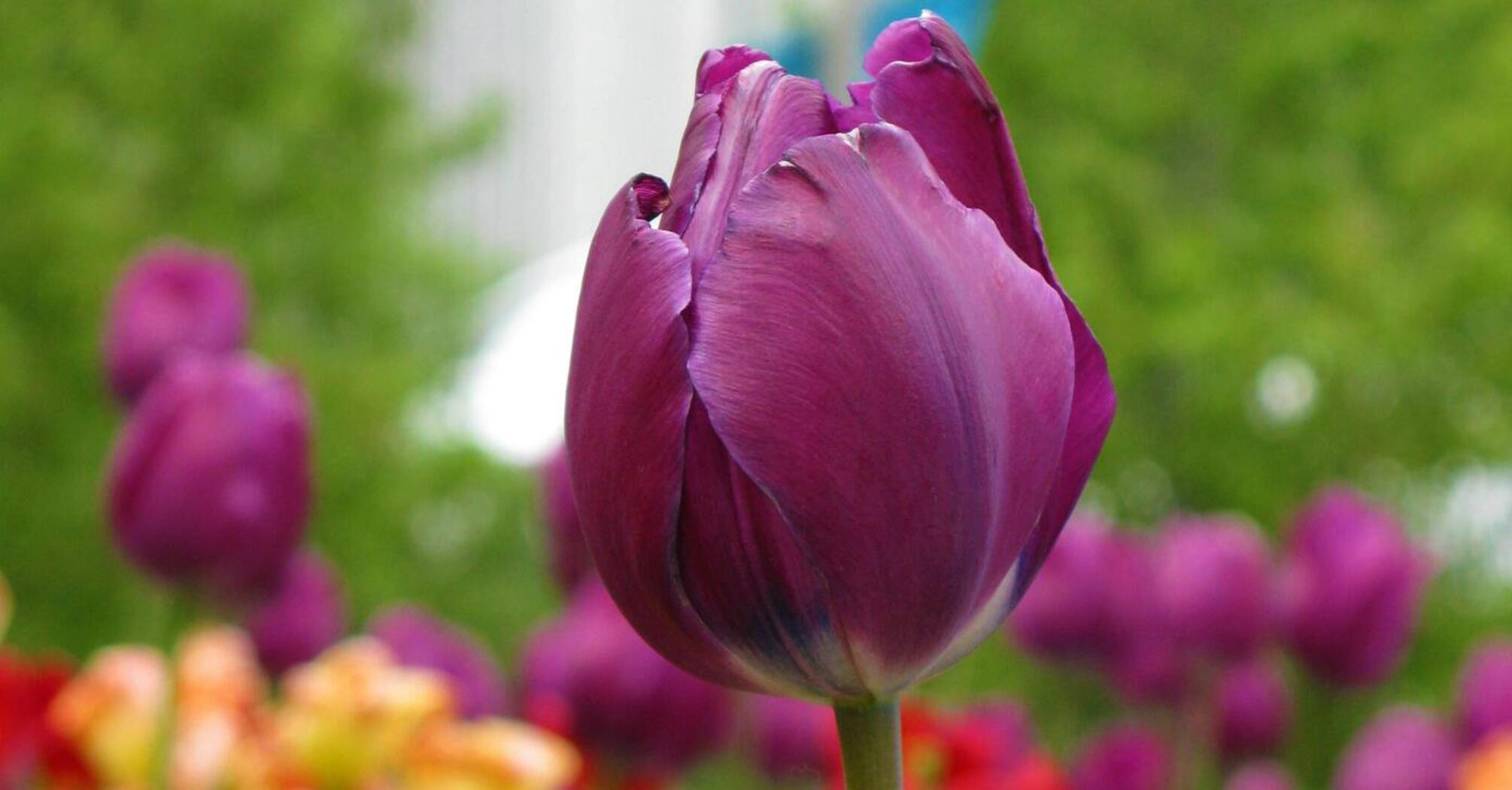 Поради для кращого цвітіння тюльпанів