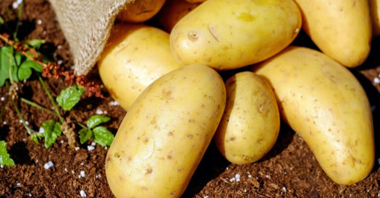 Що таке сівозміна - які рослини не можна саджати після картоплі - INFBusiness