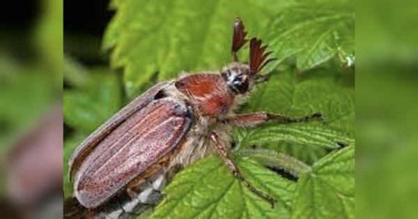 Аграрій з Київської області Валерій, який нещодавно показав, як потрібно захищати городину від навали жуків-бронзівок, вважає, що багатьом українцям, а особливо любителям роботи на свіжому повітрі, приманне прагнення оточувати себе красою. Спасіння кущів від хрущів: аграрій з-під Києва розповів, як звільнити рослини від жуків, що гризуть їхнє коріння - INFBusiness