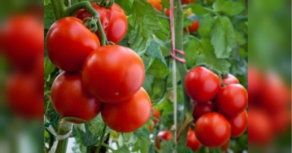 Початок літа — важливий час в теплиці, на дачі та городі. Потрібно встигнути захистити томати від фітофторозу (так, як роблять на каналі «Дім та присадибна ділянка») та провести перше підживлення низькорослих томатів (за прикладом аграрія з-під Києва Валерія). Дієва порада від «Корисне TV»: залиште цей пасинок, і врожай томатів буде вдвічі більшим (відео) - INFBusiness