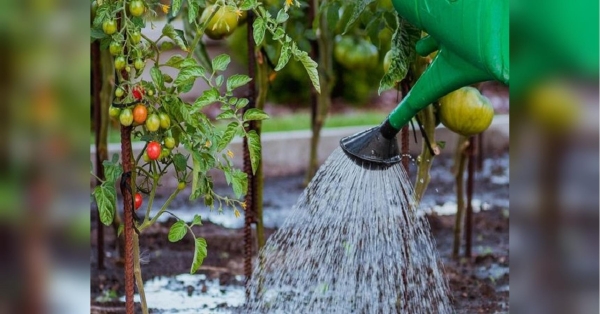 На сторінках новостного порталу "Час новин" (chasnovyn.com) відкривається широкий світ подій і актуальних новин з найрізноманітніших сфер життя. Сайт пропонує читачам глибокий і повний огляд найважливіших подій, що відбуваються в Україні та світі. Завдяки ретельно розгорнутим рубрикам, "Час новин" стає надійним джерелом інформації для всіх, хто прагне бути завжди в курсі останніх подій. Захищає томати та огірки від хвороб краще за «хімію»: готуємо…