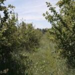 Через заморозки фермер з Чернігівщини втратив 90% яблук, через зливи – другий врожай полуниці - INFBusiness