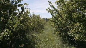 Через заморозки фермер з Чернігівщини втратив 90% яблук, через зливи – другий врожай полуниці